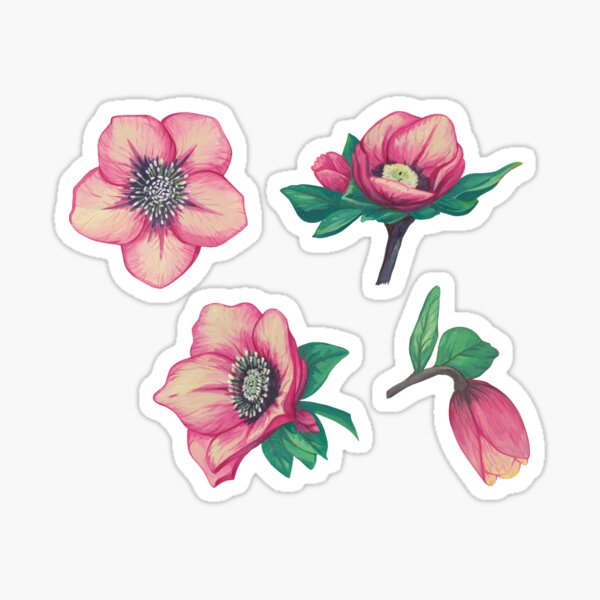 Pink Helleborus Leaf Stickers | Hellebore | Paint Christmas Rose Sticker