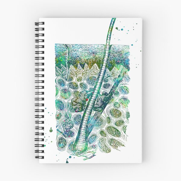 Item preview, Skin Epidermis Section Showing Hair Growth designed and sold by EvasDreams.