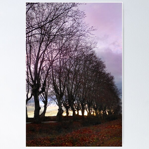 Item preview, Plane trees designed and sold by Paul Pasco.