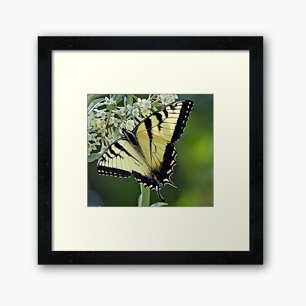 Eastern Tiger Swallowtail Framed Art Print