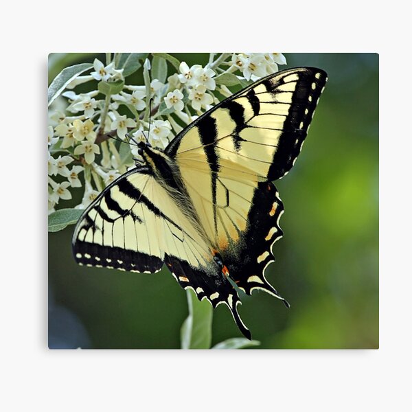 Eastern Tiger Swallowtail Canvas Print