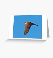 Prairie Falcon Greeting Card
