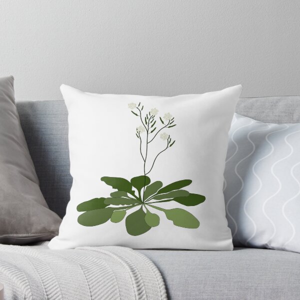 Item preview, Arabidopsis - STEM - Experiment - Floral Illustration  designed and sold by ChloeeChaos.