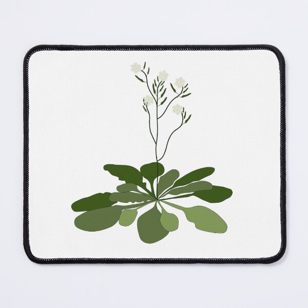 Item preview, Arabidopsis - STEM - Experiment - Floral Illustration  designed and sold by ChloeeChaos.