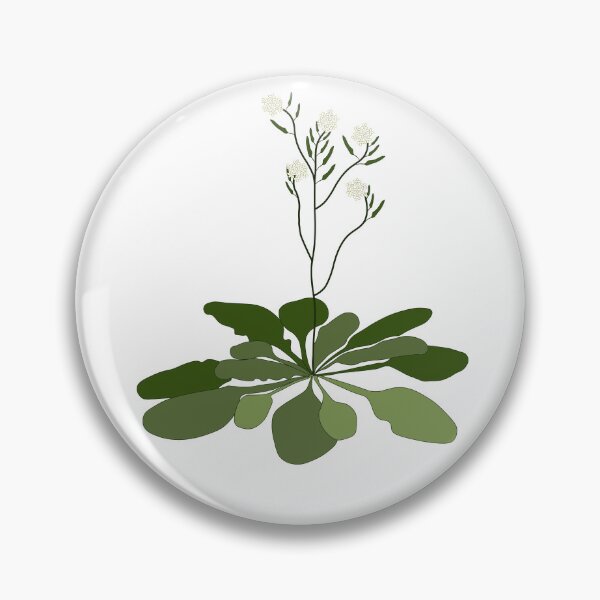 Item preview, Arabidopsis - STEM - Experiment - Floral Illustration  designed and sold by ChloeeChaos.