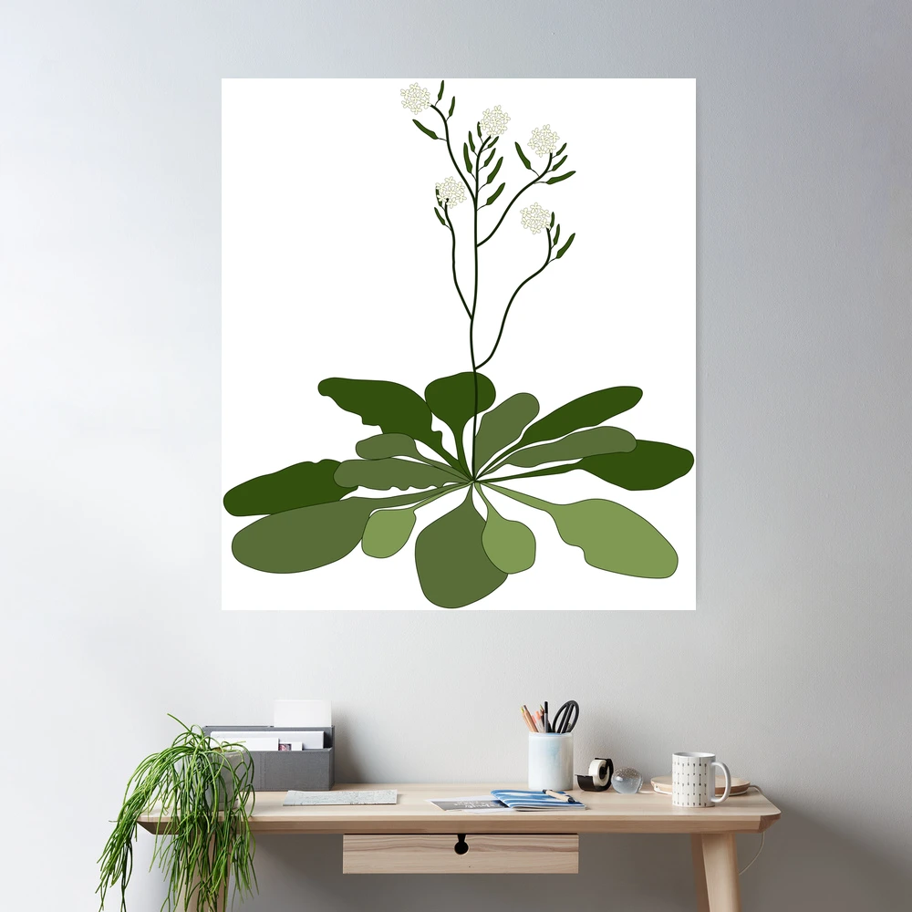 arabidopsis c lip artt - STEM - Experiment - Floral Illustration " Sticker for Sale by ChloeeChaos Arabidopsis Leaf Chloroplasts Have a