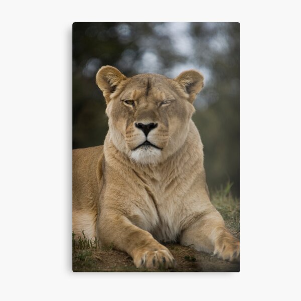 Trust me, I won’t bite...much Metal Print