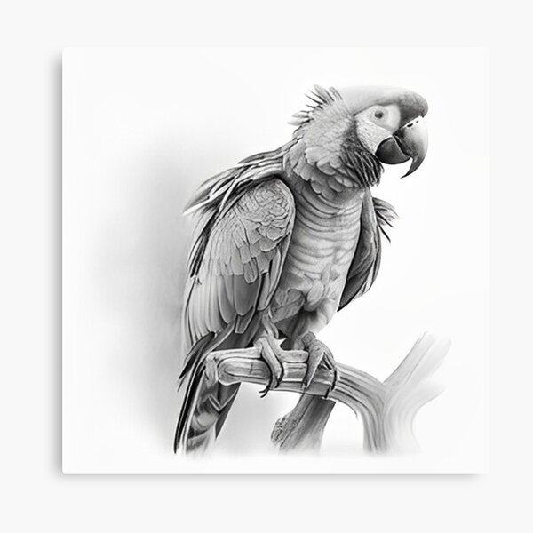 Parrot drawing hi-res stock photography and images - Alamy