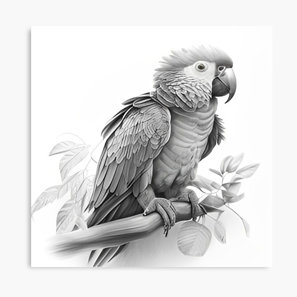 Parrot Sketch [Almost done] : r/Sketch