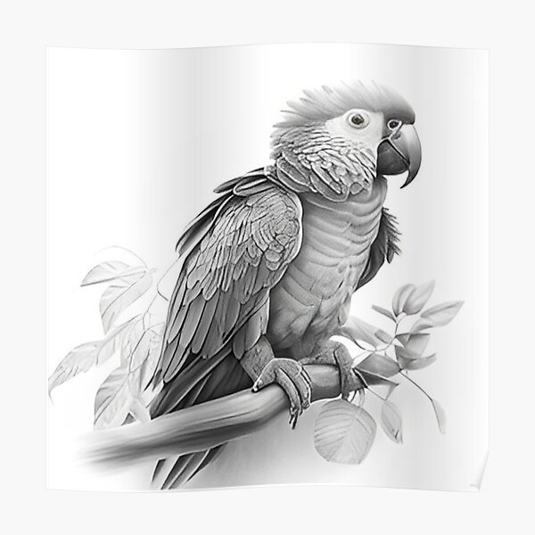 Incredible Compilation of 999+ Parrot Drawing Images - Stunning Collection  of Parrot Drawings in Full 4K