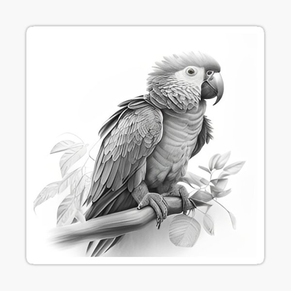 Drawing With Pencil Colours Parrot - Free Transparent PNG Download - PNGkey
