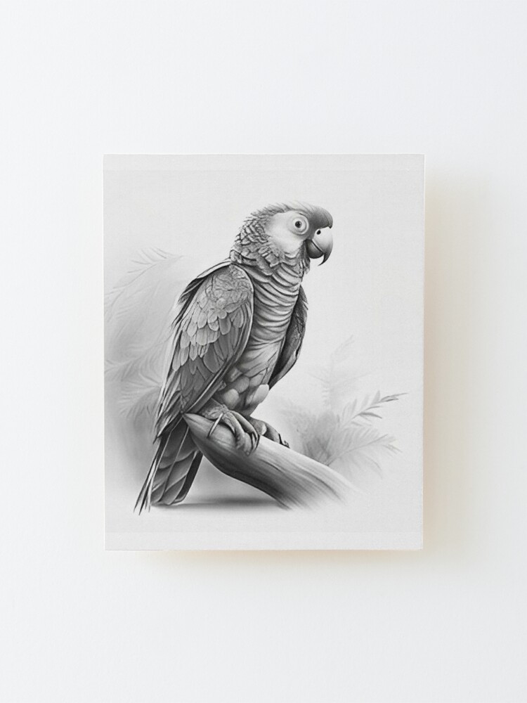 Parrot Pencil Drawing Drawing by Claudiu Radulescu - Fine Art America