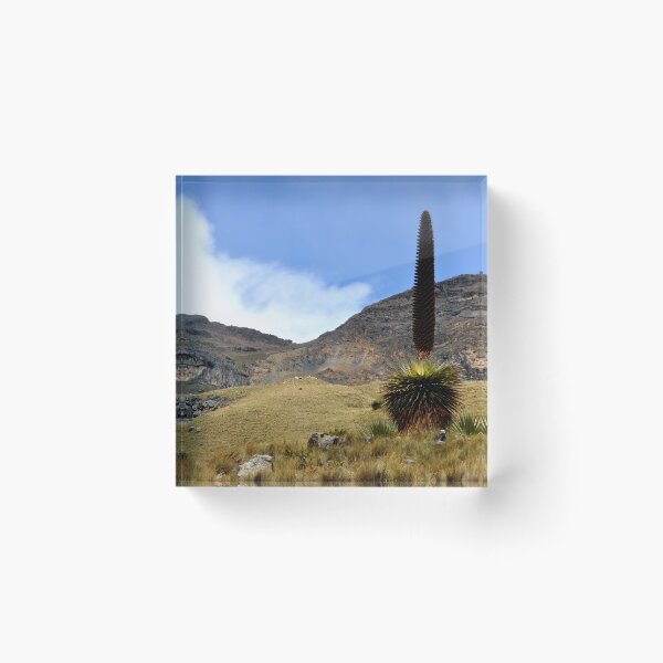 Artikelvorschau, Peru – Huaraz – Puya Raymondii entworfen und verkauft von franck380.