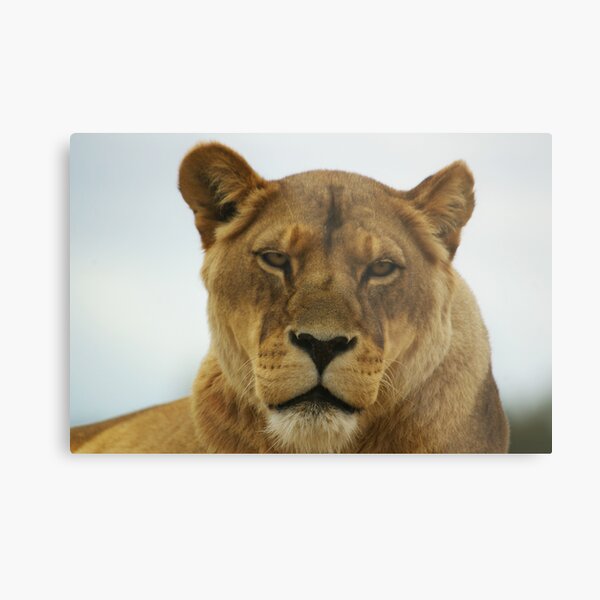 Lioness Metal Print