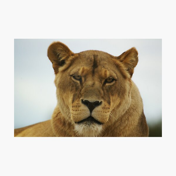 Item preview, Lioness designed and sold by Norman Repacholi | Keystone Photography.