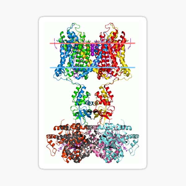 Voltage-gated #Potassium #Channel #PotassiumChannel #Voltage #gated #VoltageGated #chemistry #biology #creativity #shape  #colorimage #imagination #structure #MolecularStructure #QuantumChemistry Sticker