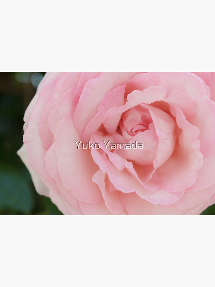 Thumbnail 3 of 3, Sticker, Pink Rose designed and sold by Yuko Yamada.