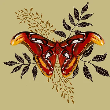 Artwork thumbnail, Atlas moth by Rithikak