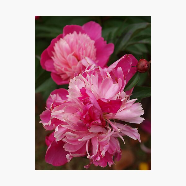 In the pink Photographic Print