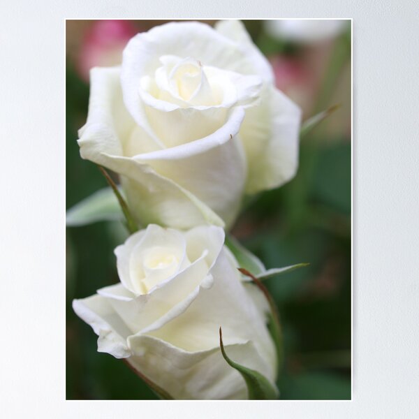 Aperçu de l'œuvre Twin White Roses créée et vendue par Rosemaree.