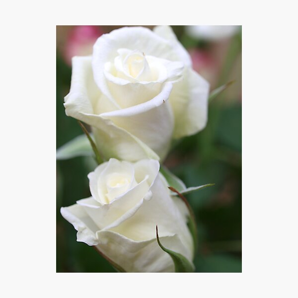 Item preview, Twin White Roses designed and sold by Rosemaree.