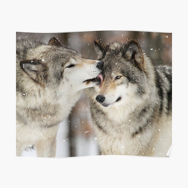 Wolf Kisses Poster