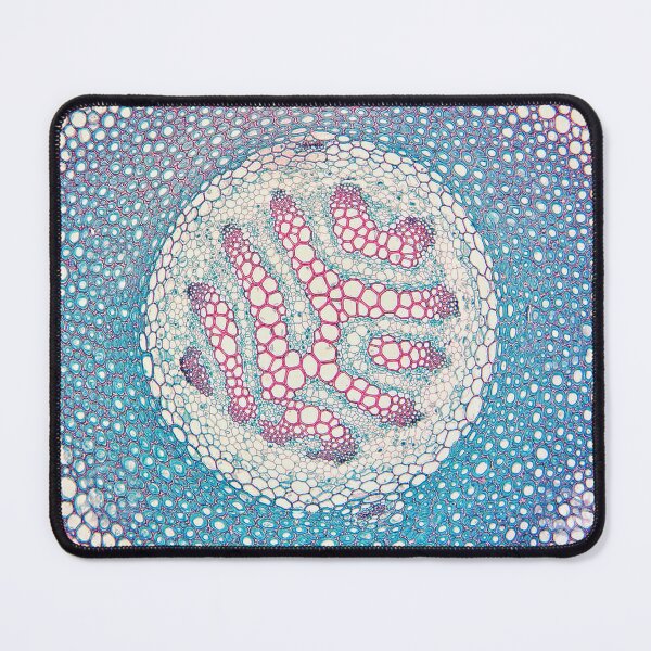 Item preview, fern stem, vein cells; plant anatomy, microscopy designed and sold by everydaybotany.