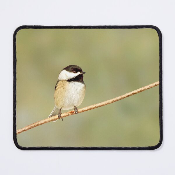 Item preview, Cute chickadee bird photography designed and sold by KRFNatureGifts.