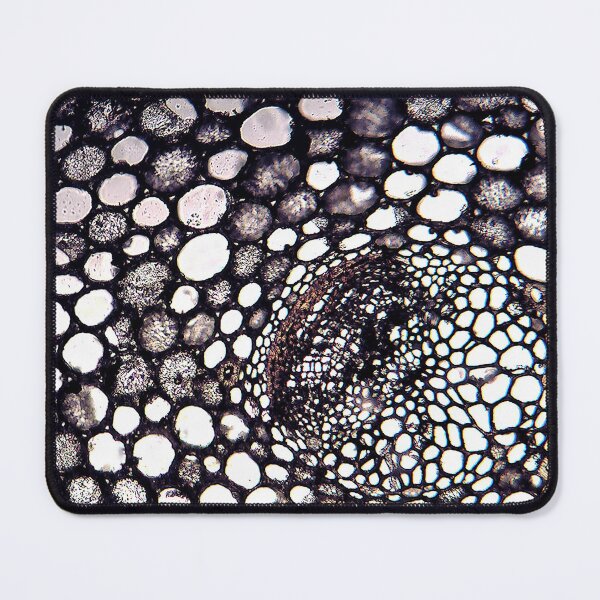 Item preview, ceratozamia cycad, wood cells; plant anatomy, microscopy designed and sold by everydaybotany.