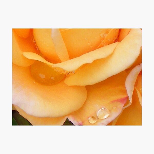Artikelvorschau, rose apricot diamonds entworfen und verkauft von Gaylene Norton.