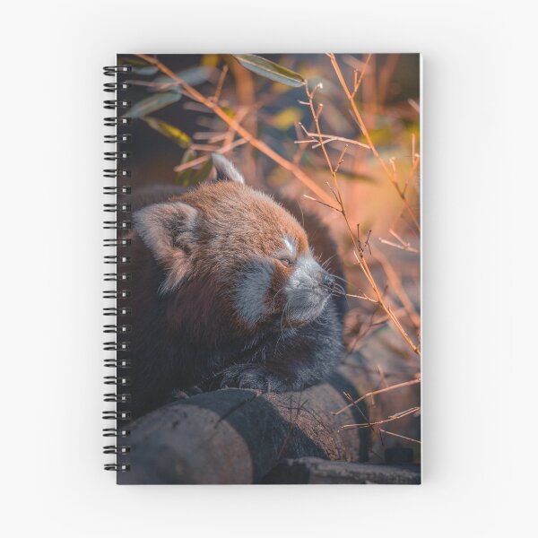 Item preview, Resting Red Panda designed and sold by SHASKAN-WILD.