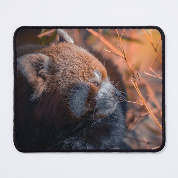 Item preview, Resting Red Panda designed and sold by SHASKAN-WILD.