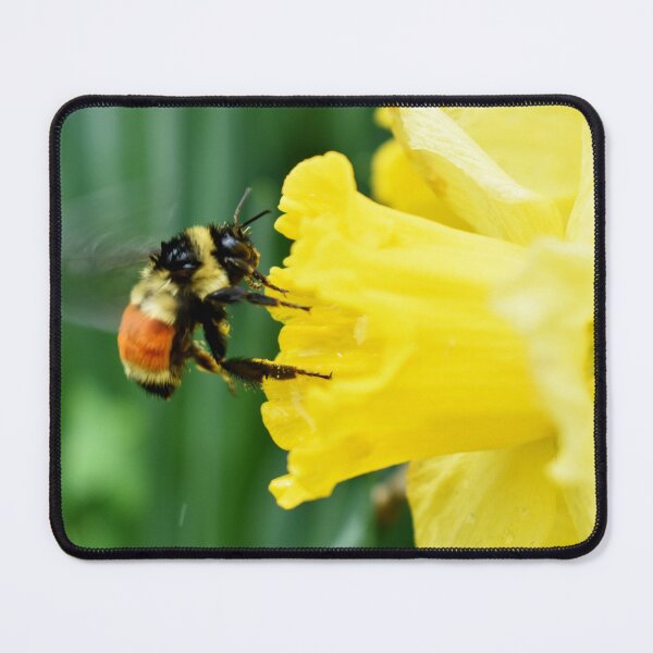 Item preview, A bumblebee on a daffodil designed and sold by Claude Laprise.