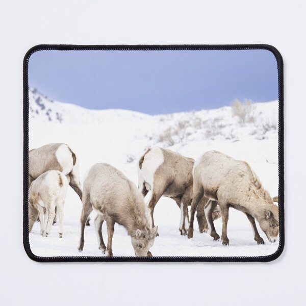 Item preview, Wyoming Bighorn sheep in the winter designed and sold by BerryvineImage.