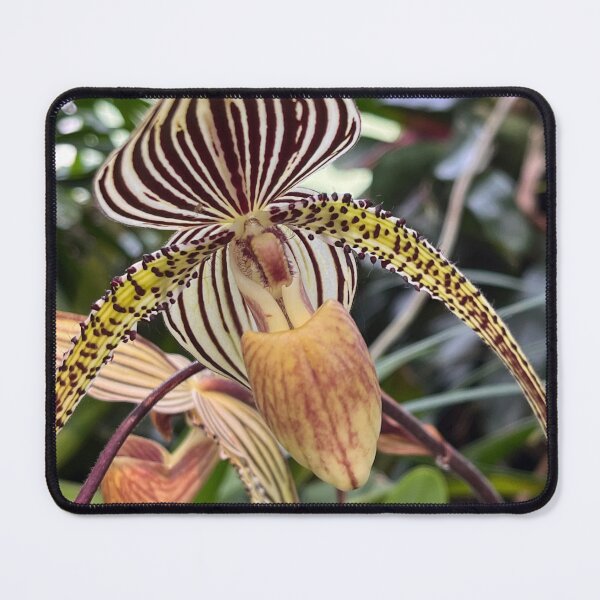Item preview, orchid II designed and sold by Baroque894.