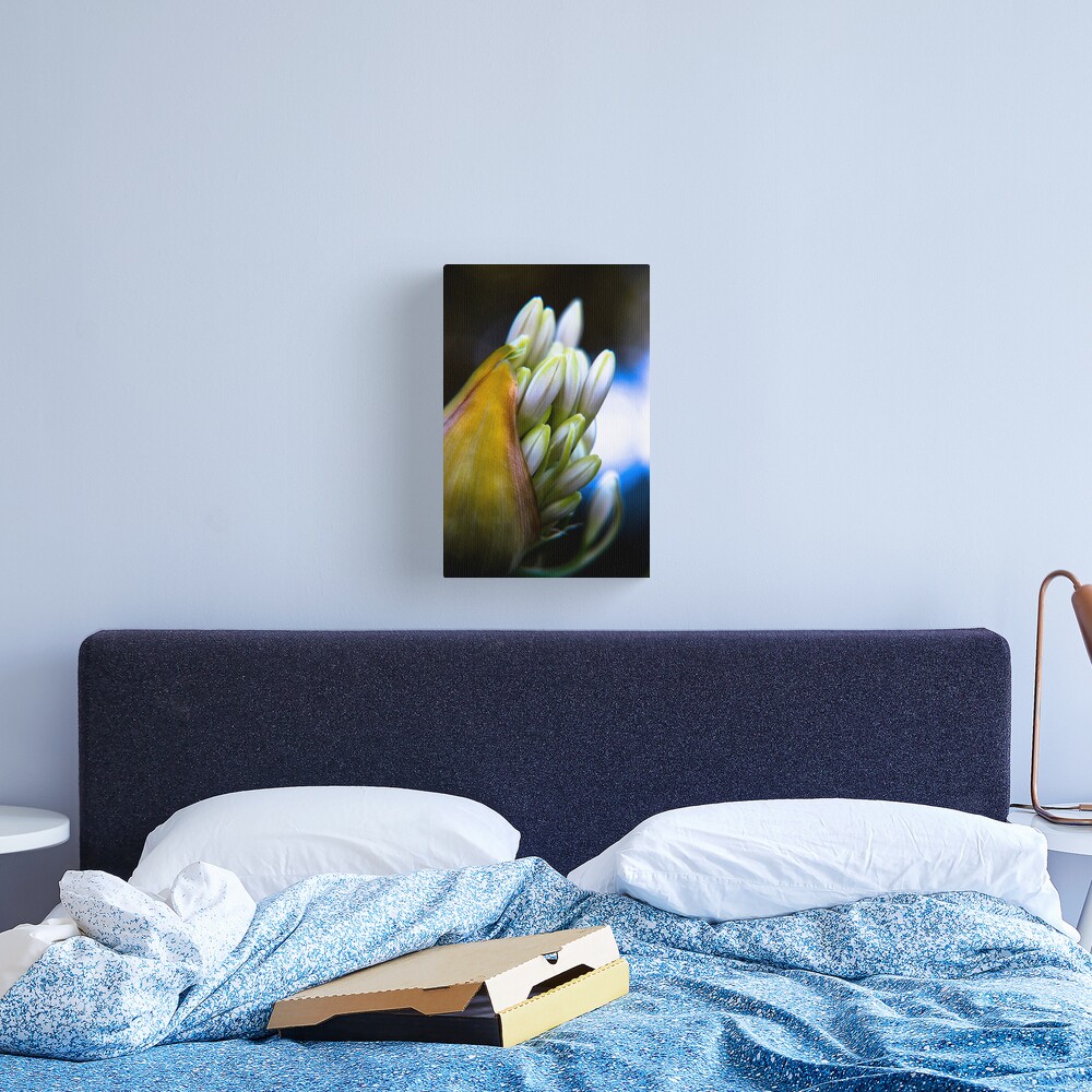 Agapanthus breaking free Canvas Print