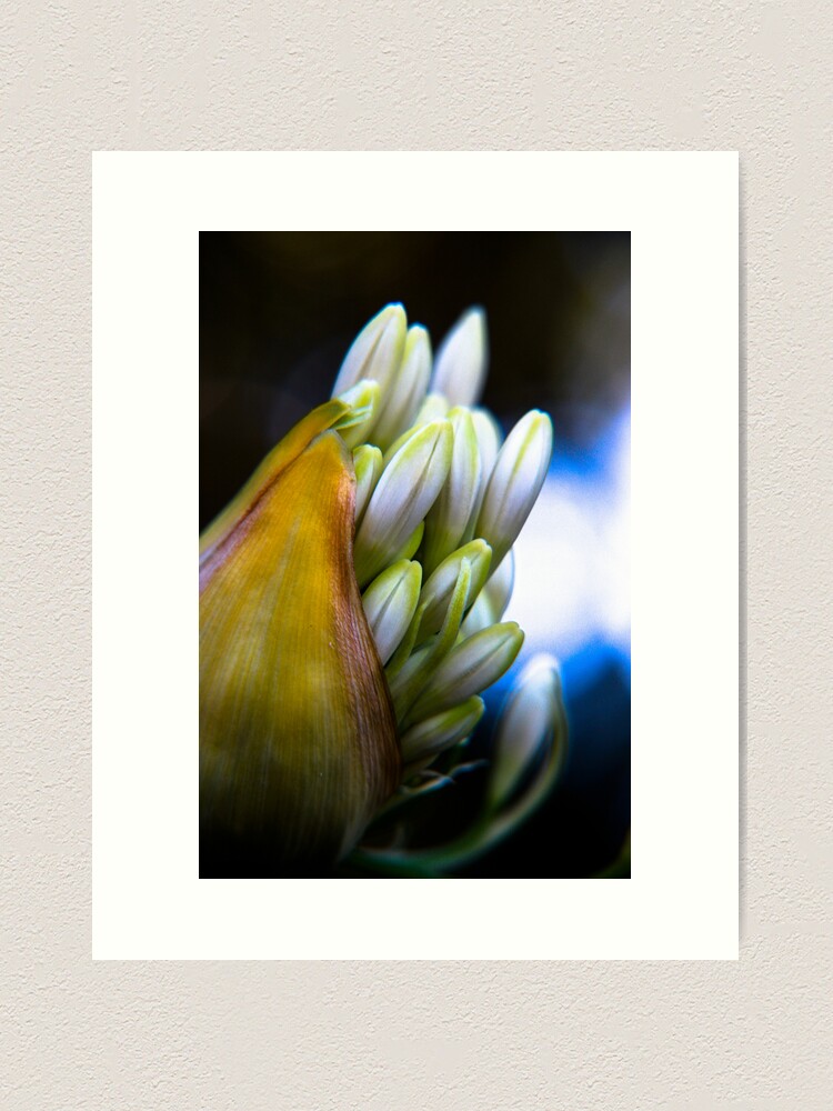Alternate view of Agapanthus breaking free Art Print