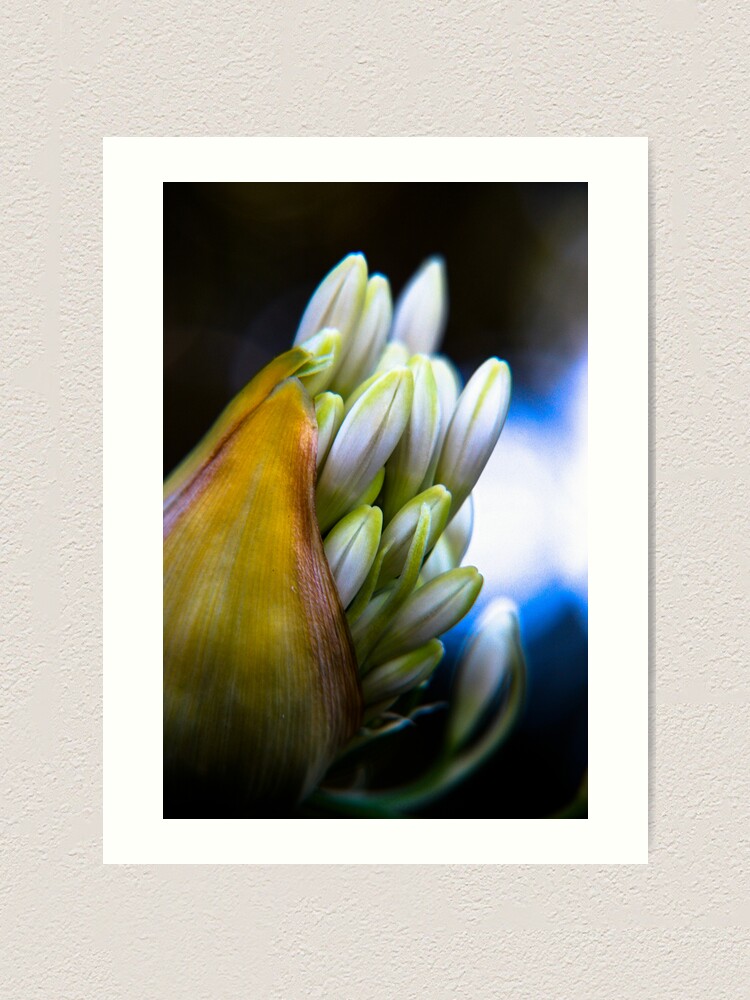 Alternate view of Agapanthus breaking free Art Print