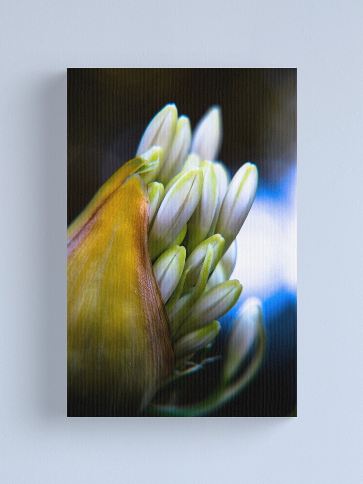 Alternate view of Agapanthus breaking free Canvas Print