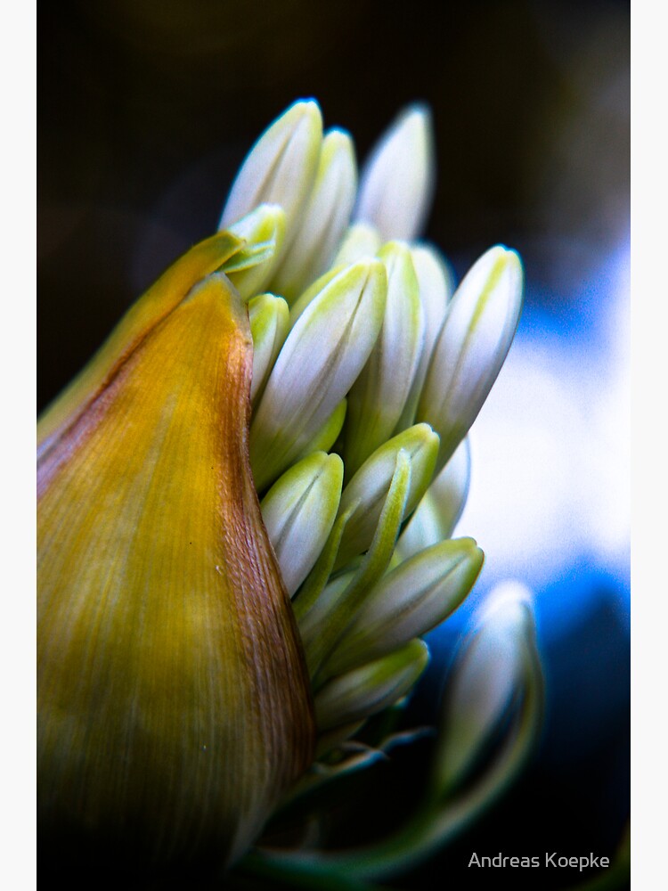 Agapanthus breaking free by mistered