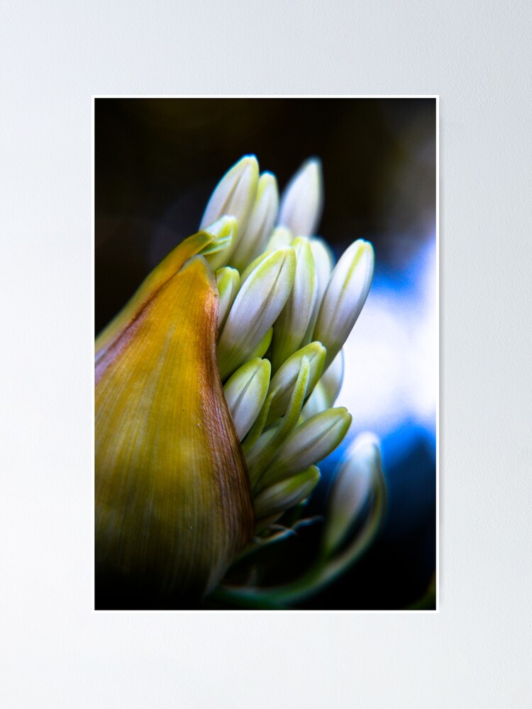 Alternate view of Agapanthus breaking free Poster