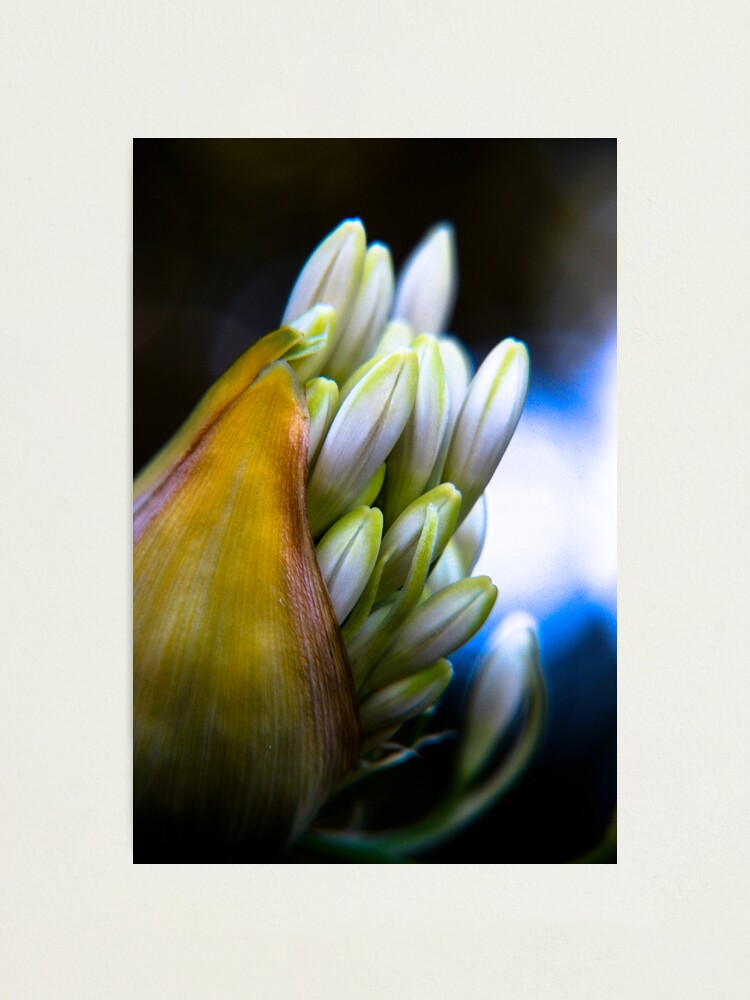 Alternate view of Agapanthus breaking free Photographic Print