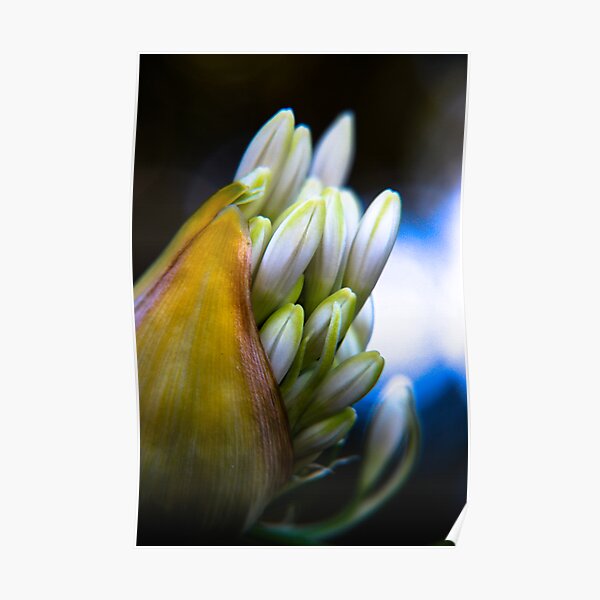 Agapanthus breaking free Poster