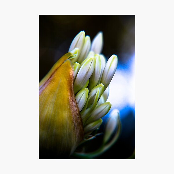 Agapanthus breaking free Photographic Print