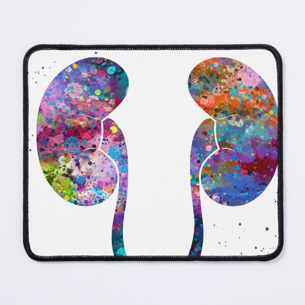 Item preview, Kidneys Anatomy designed and sold by EvasDreams.
