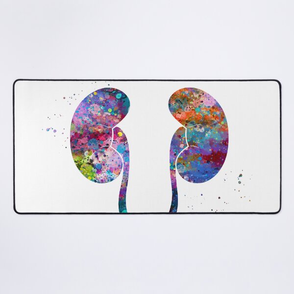 Item preview, Kidneys Anatomy designed and sold by EvasDreams.