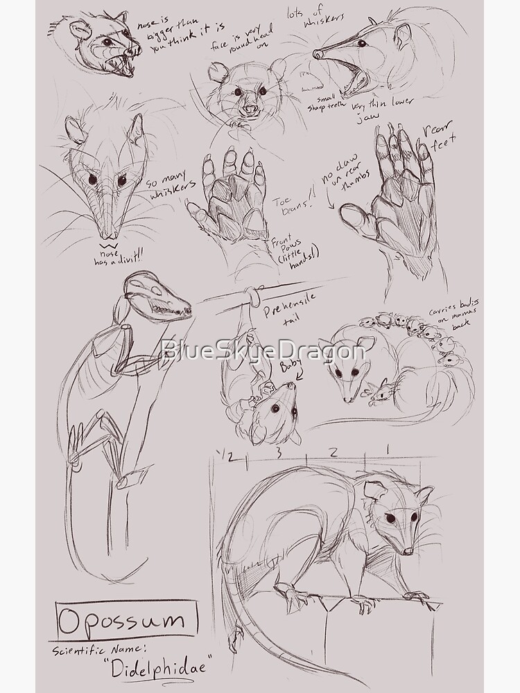 Opossum Anatomy