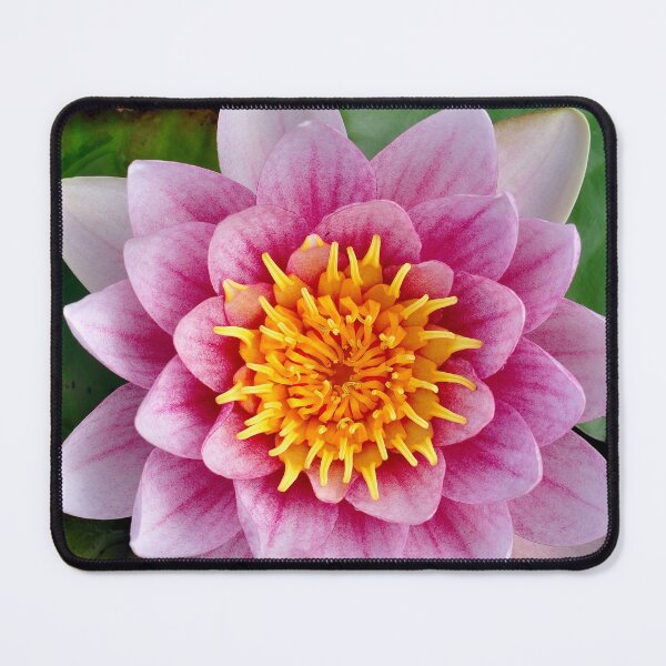 Item preview, Captivating Pink Water Lily designed and sold by DesignMore21.