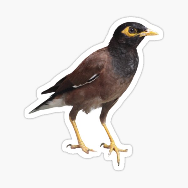 Myna Bird Stickers – B. Miyo Art