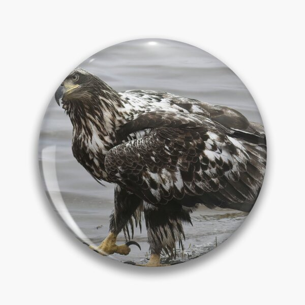 Item preview, Bald Eagle designed and sold by ladywithacamera.